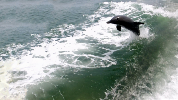 dolphins surfing the wake